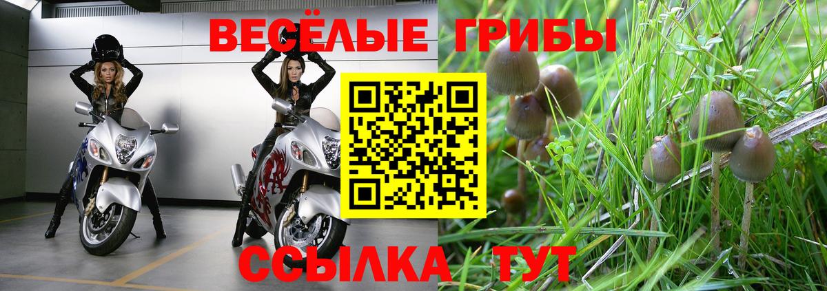 Галлюциногенные грибы Psilocybine cubensis Чебоксары